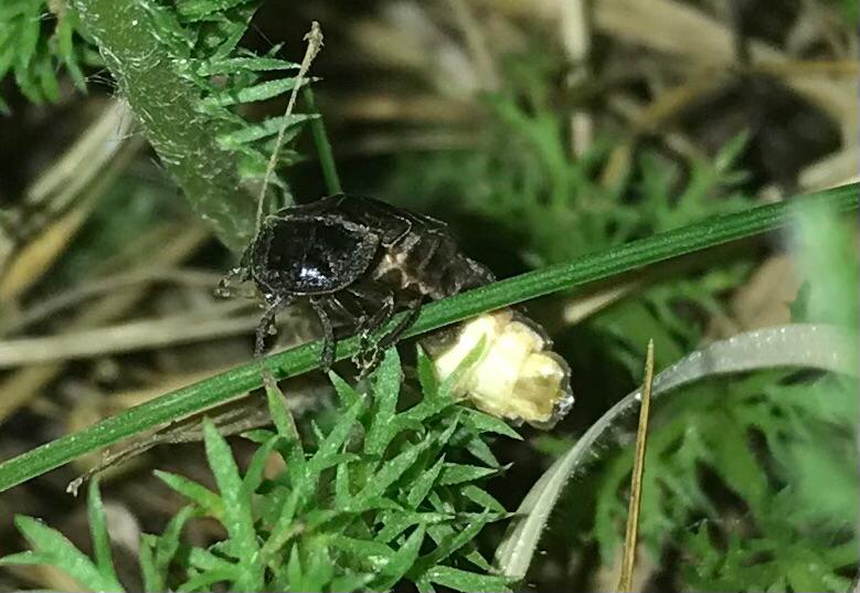 Glow-Worms: A brief Guide as to how to see them this Summer!