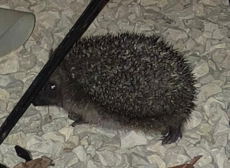 How you can easily Help hedgehogs this Autumn!